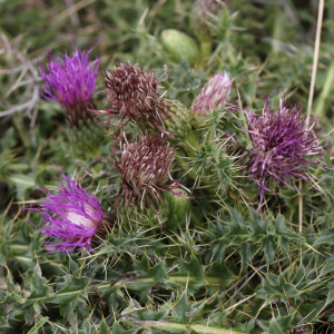 Photographie n°2496618 du taxon Cirsium acaulon (L.) Scop.