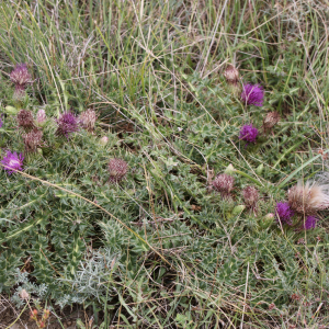 Photographie n°2496619 du taxon Cirsium acaulon (L.) Scop.