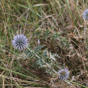 Photographie n°2496620 du taxon Echinops ritro subsp. ritro 