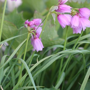 Photographie n°2496622 du taxon Allium narcissiflorum Vill.