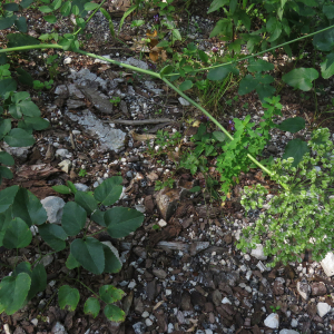 Photographie n°2496633 du taxon Laserpitium latifolium L.