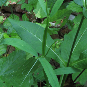 Photographie n°2496636 du taxon Lathyrus sylvestris L.