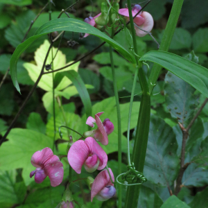 Photographie n°2496637 du taxon Lathyrus sylvestris L.