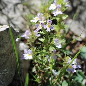 - Euphrasia L.