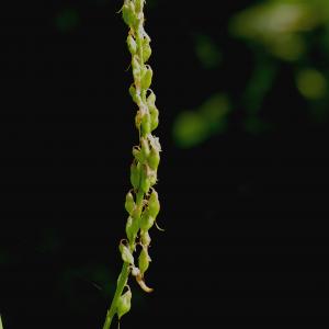 Photographie n°2496694 du taxon Trigonella officinalis (L.) Coulot & Rabaute