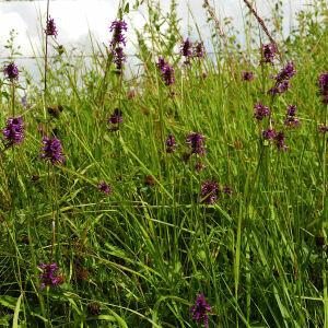 Photographie n°2496695 du taxon Betonica officinalis L. [1753]