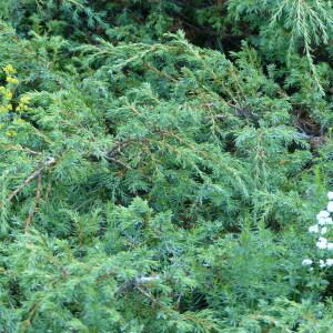 Photographie n°2496719 du taxon Juniperus communis L.
