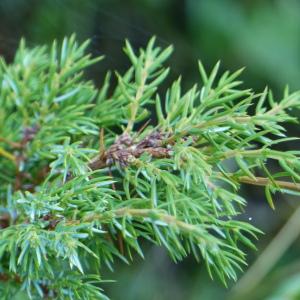 Photographie n°2496720 du taxon Juniperus communis L.