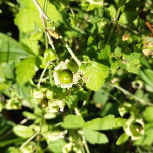 Photographie n°2496725 du taxon Silene baccifera (L.) Roth