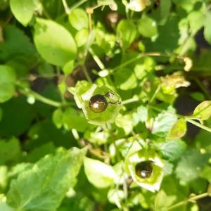 Photographie n°2496726 du taxon Silene baccifera (L.) Roth