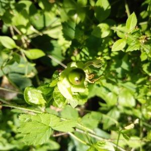 Photographie n°2496727 du taxon Silene baccifera (L.) Roth