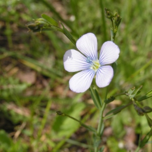 Photographie n°2496757 du taxon Linum usitatissimum L. [1753]