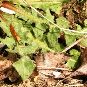 Photographie n°2496761 du taxon Crepis sancta (L.) Bornm. [1913]