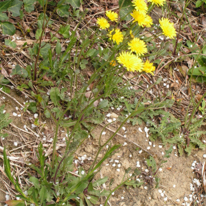 Photographie n°2496766 du taxon Crepis sancta (L.) Bornm. [1913]