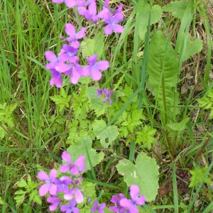 Photographie n°2496767 du taxon Lunaria annua L.