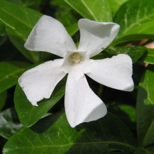 Photographie n°2496828 du taxon Vinca difformis Pourr.