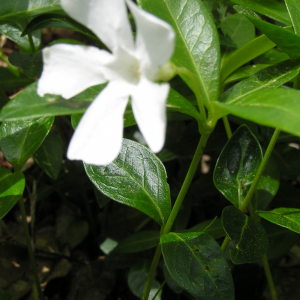 Photographie n°2496829 du taxon Vinca difformis Pourr.