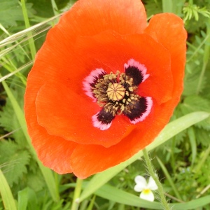 Photographie n°2496831 du taxon Papaver rhoeas L.