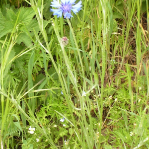 Photographie n°2496836 du taxon Cyanus segetum Hill [1762]