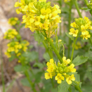 Photographie n°2496839 du taxon Barbarea vulgaris R.Br. [1812]