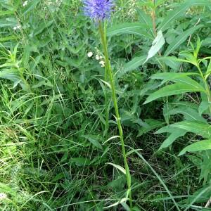 Photographie n°2496843 du taxon Phyteuma gallicum R. Schulz