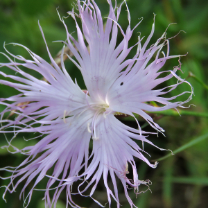 Photographie n°2496870 du taxon Dianthus hyssopifolius L.