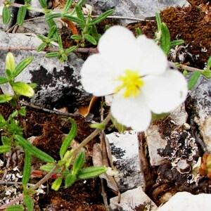 Photographie n°2496954 du taxon Helianthemum apenninum (L.) Mill. [1768]