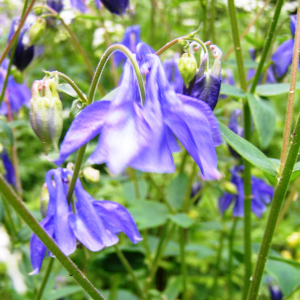 Photographie n°2496965 du taxon Aquilegia vulgaris L. [1753]