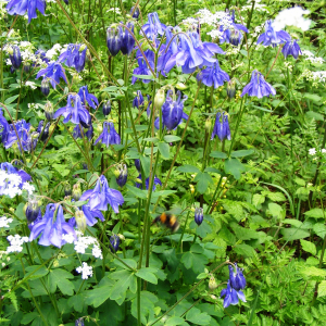 Photographie n°2496966 du taxon Aquilegia vulgaris L. [1753]