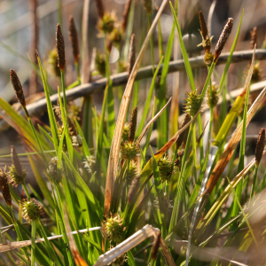  - Carex lepidocarpa Tausch [1834]