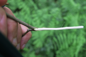 Emilien Henry, le 17 juin 2021 (Saint-Cybardeaux)