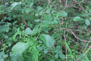 Emilien Henry, le 17 juin 2021 (Saint-Cybardeaux)