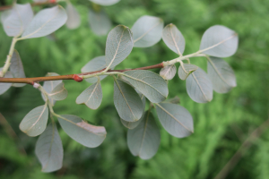 Emilien Henry, le 17 juin 2021 (Saint-Cybardeaux)