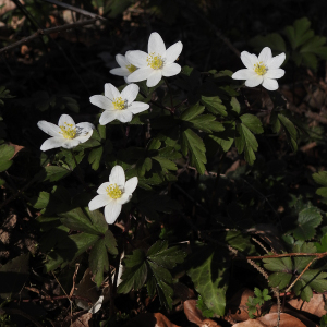 Photographie n°2497067 du taxon Anemone nemorosa L.