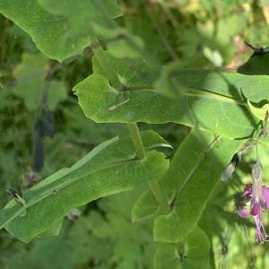 Photographie n°2497086 du taxon Prenanthes purpurea L. [1753]