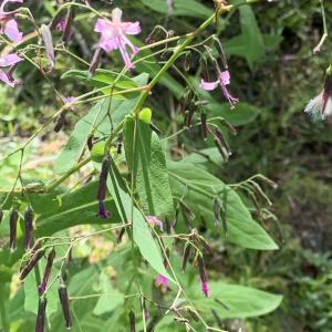 Photographie n°2497095 du taxon Prenanthes purpurea L. [1753]