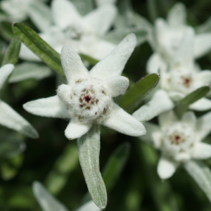 Photographie n°2497168 du taxon Leontopodium alpinum Cass. [1822]