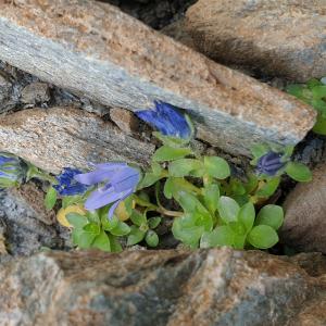 Photographie n°2497190 du taxon Campanula cenisia L. [1763]