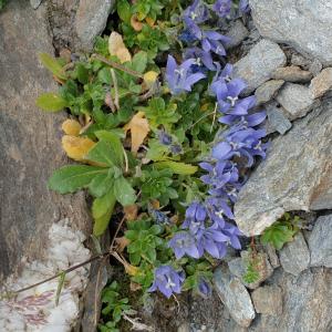 Photographie n°2497191 du taxon Campanula cenisia L. [1763]