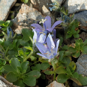 Photographie n°2497192 du taxon Campanula cenisia L. [1763]