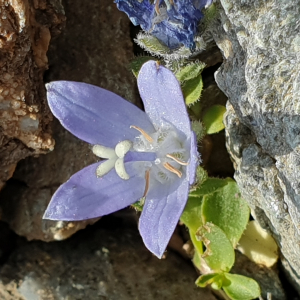 Photographie n°2497193 du taxon Campanula cenisia L. [1763]