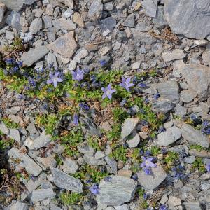 Photographie n°2497194 du taxon Campanula cenisia L. [1763]