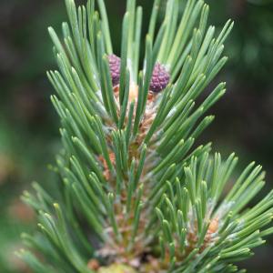 Photographie n°2497216 du taxon Pinus mugo subsp. uncinata (Ramond ex DC.) Domin [1936]