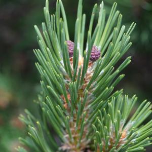 Photographie n°2497217 du taxon Pinus mugo subsp. uncinata (Ramond ex DC.) Domin [1936]