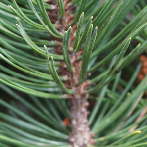 Photographie n°2497219 du taxon Pinus mugo subsp. uncinata (Ramond ex DC.) Domin [1936]