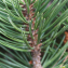  Liliane Roubaudi - Pinus mugo subsp. uncinata (Ramond ex DC.) Domin [1936]