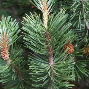 Photographie n°2497220 du taxon Pinus mugo subsp. uncinata (Ramond ex DC.) Domin [1936]