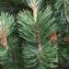  Liliane Roubaudi - Pinus mugo subsp. uncinata (Ramond ex DC.) Domin [1936]