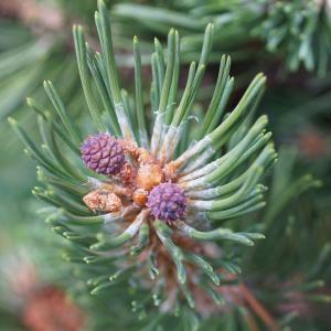 Photographie n°2497221 du taxon Pinus mugo subsp. uncinata (Ramond ex DC.) Domin [1936]
