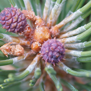 Photographie n°2497222 du taxon Pinus mugo subsp. uncinata (Ramond ex DC.) Domin [1936]